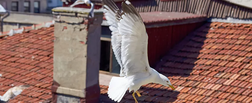 Residential Chimney Animal Removal Solution in Yucca Valley, CA
